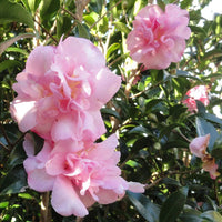 Camellia 'Jennifer Susan' - Ladybird Nursery