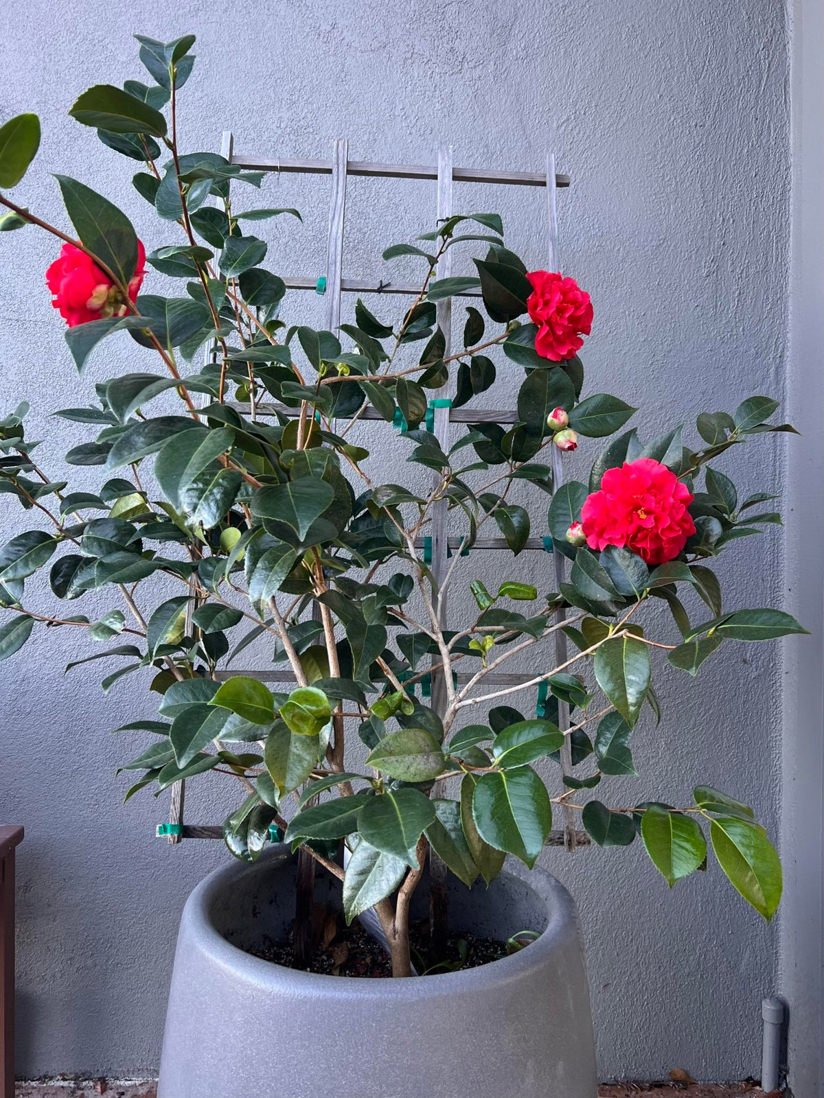 Camellia 'Kramers Supreme' - Large - Ladybird Nursery