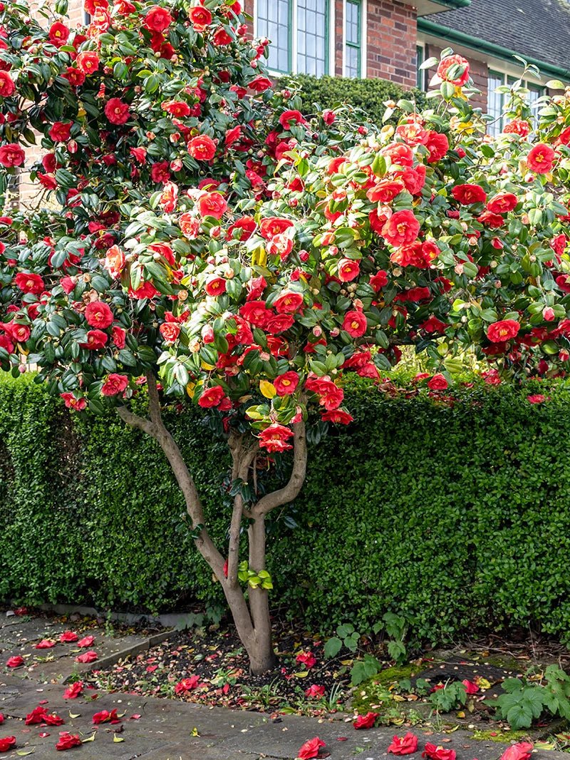 Camellia 'Kramers Supreme' - Large - Ladybird Nursery