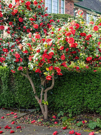 Camellia 'Kramers Supreme' - Large - Ladybird Nursery