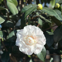 Camellia 'Nuccio's Pearl' - Large - Ladybird Nursery