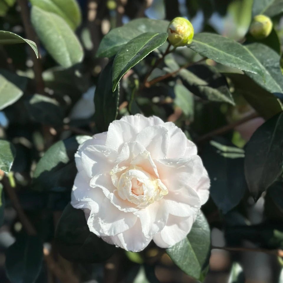 Camellia 'Nuccio's Pearl' - Large - Ladybird Nursery