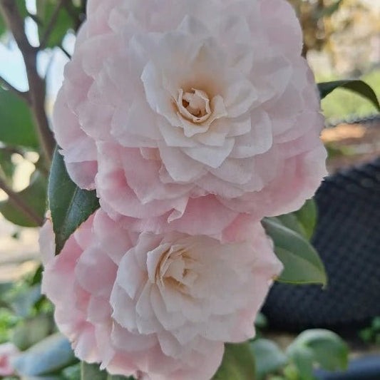 Camellia 'Nuccio's Pearl' - Large - Ladybird Nursery