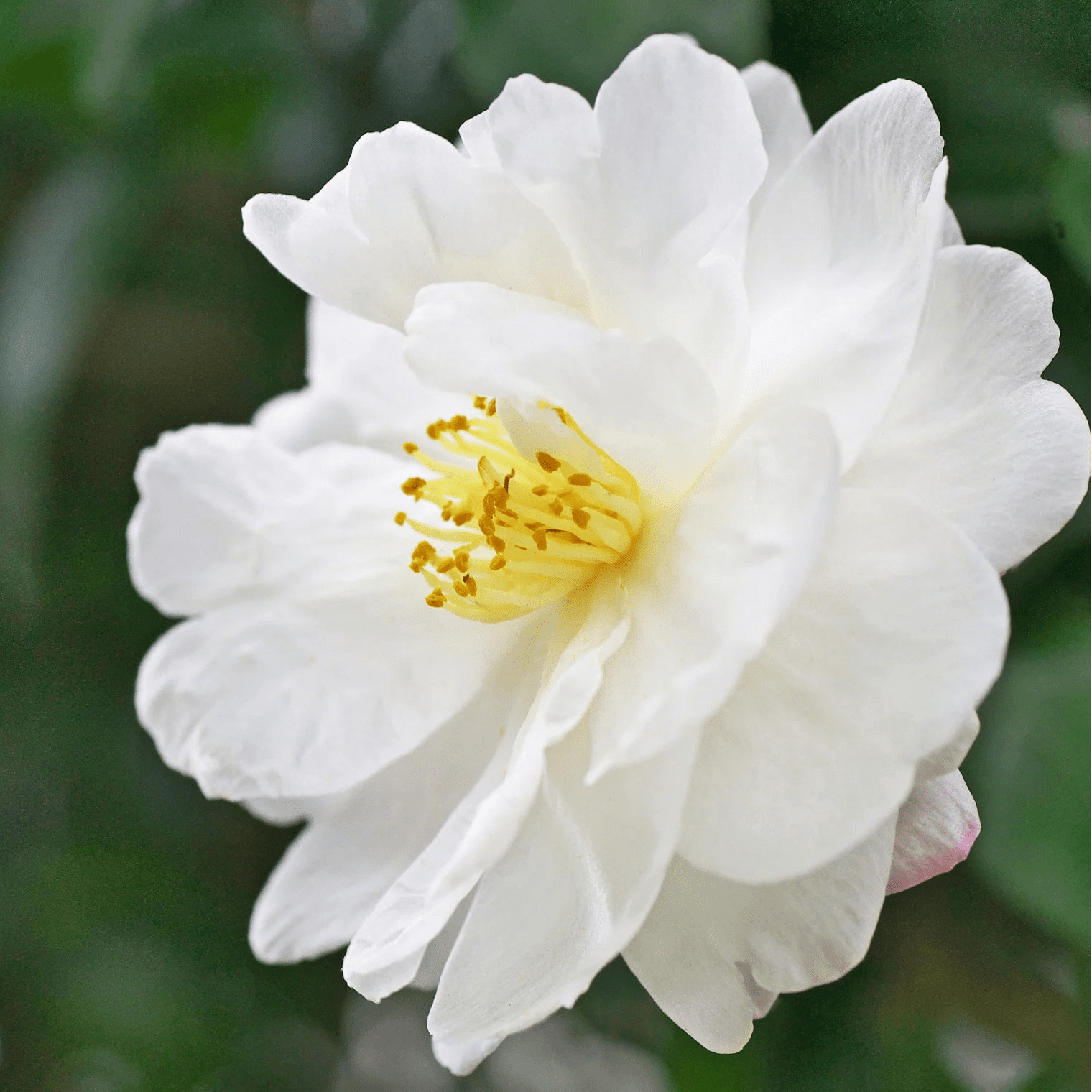 Camellia 'Pure Silk' - Ladybird Nursery