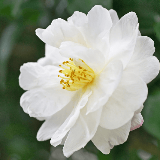 Camellia 'Pure Silk' - Ladybird Nursery
