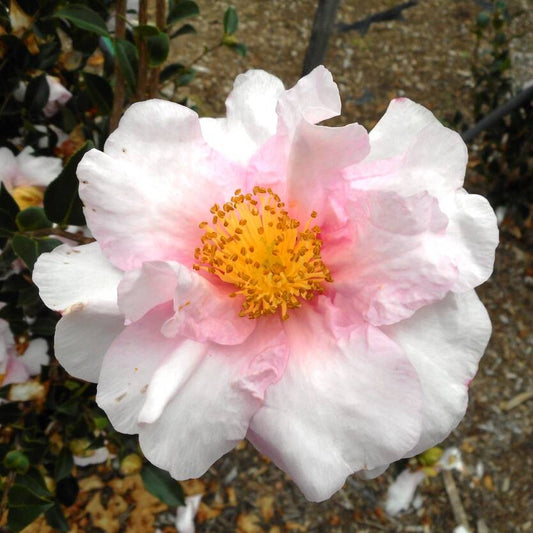 Camellia 'Russhay' (Camellia sasanqua) - Large - Ladybird Nursery