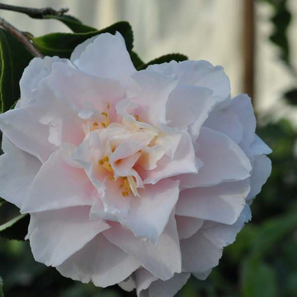 Camellia 'Snow' - Ladybird Nursery