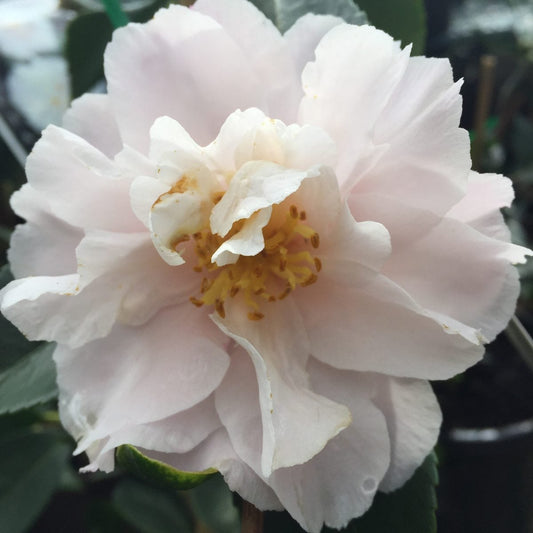 Camellia 'Snow' - Ladybird Nursery