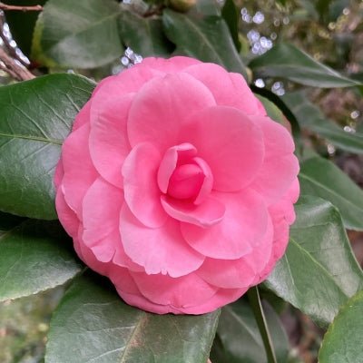 Camellia 'William Bull' (Camellia japonica) - Ladybird Nursery