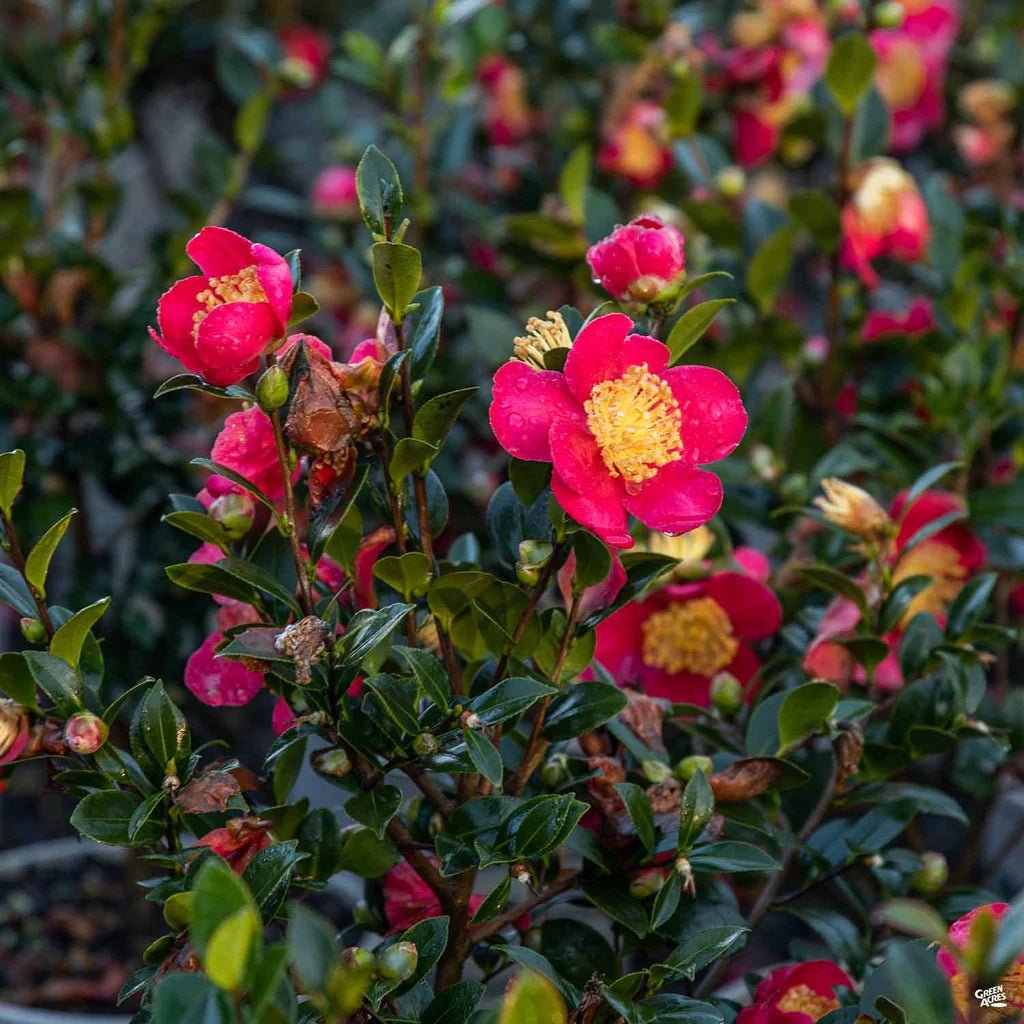 Sasanqua Camellia Yuletide (Camellia sasanqua) - Ladybird Nursery