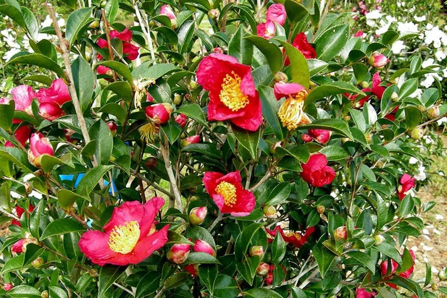 Sasanqua Camellia Yuletide (Camellia sasanqua) - Ladybird Nursery