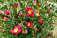Sasanqua Camellia Yuletide (Camellia sasanqua)