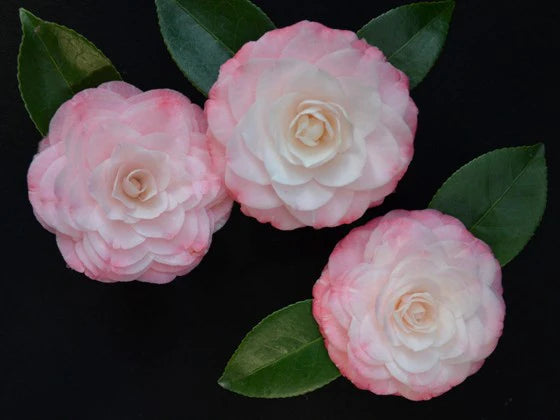Camellia Grace Albritton (Camellia japonica)