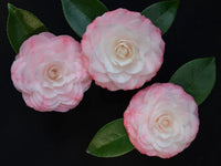 Camellia Grace Albritton (Camellia japonica)