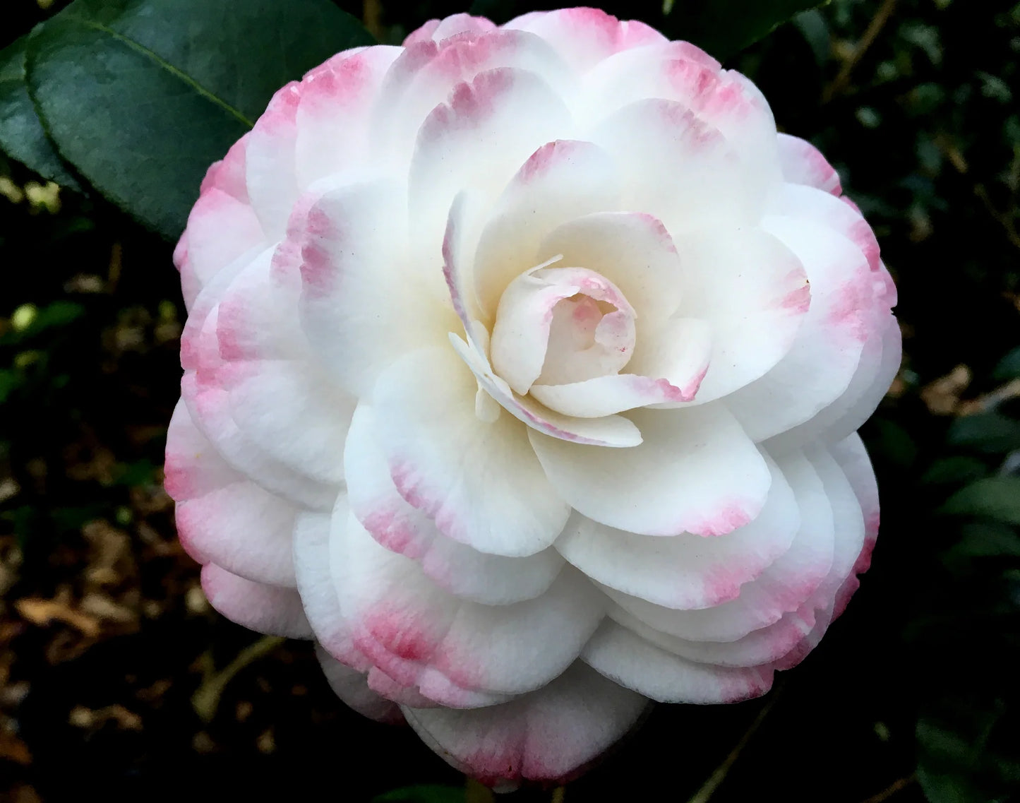 Camellia Grace Albritton (Camellia japonica)