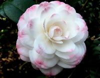 Camellia Grace Albritton (Camellia japonica)