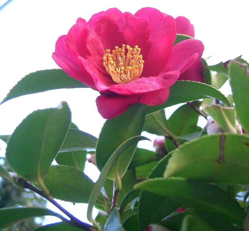 Sasanqua Camellia Julie Anne (Camellia Sasanqua) - Ladybird Nursery
