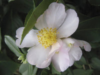 Sasanqua Camellia Assorted (Camellia sasanqua) - Ladybird Nursery