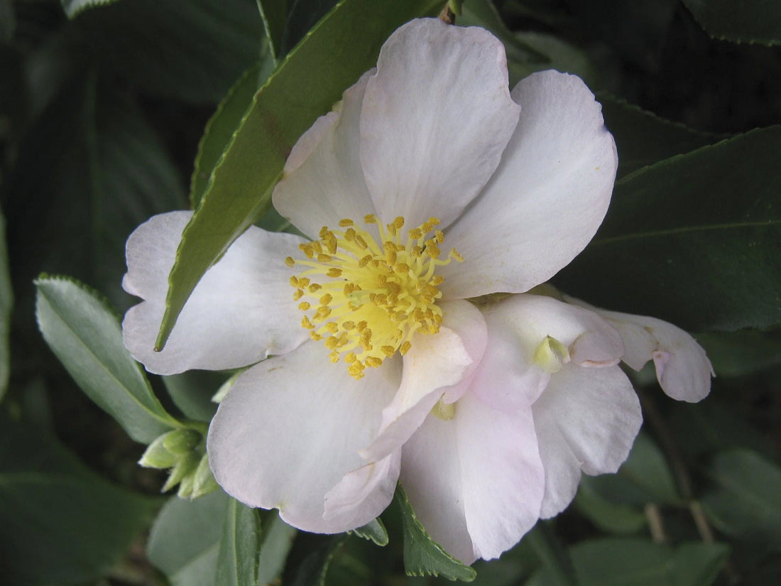 Sasanqua Camellia Cherilyn (Camellia sasanqua) - Ladybird Nursery