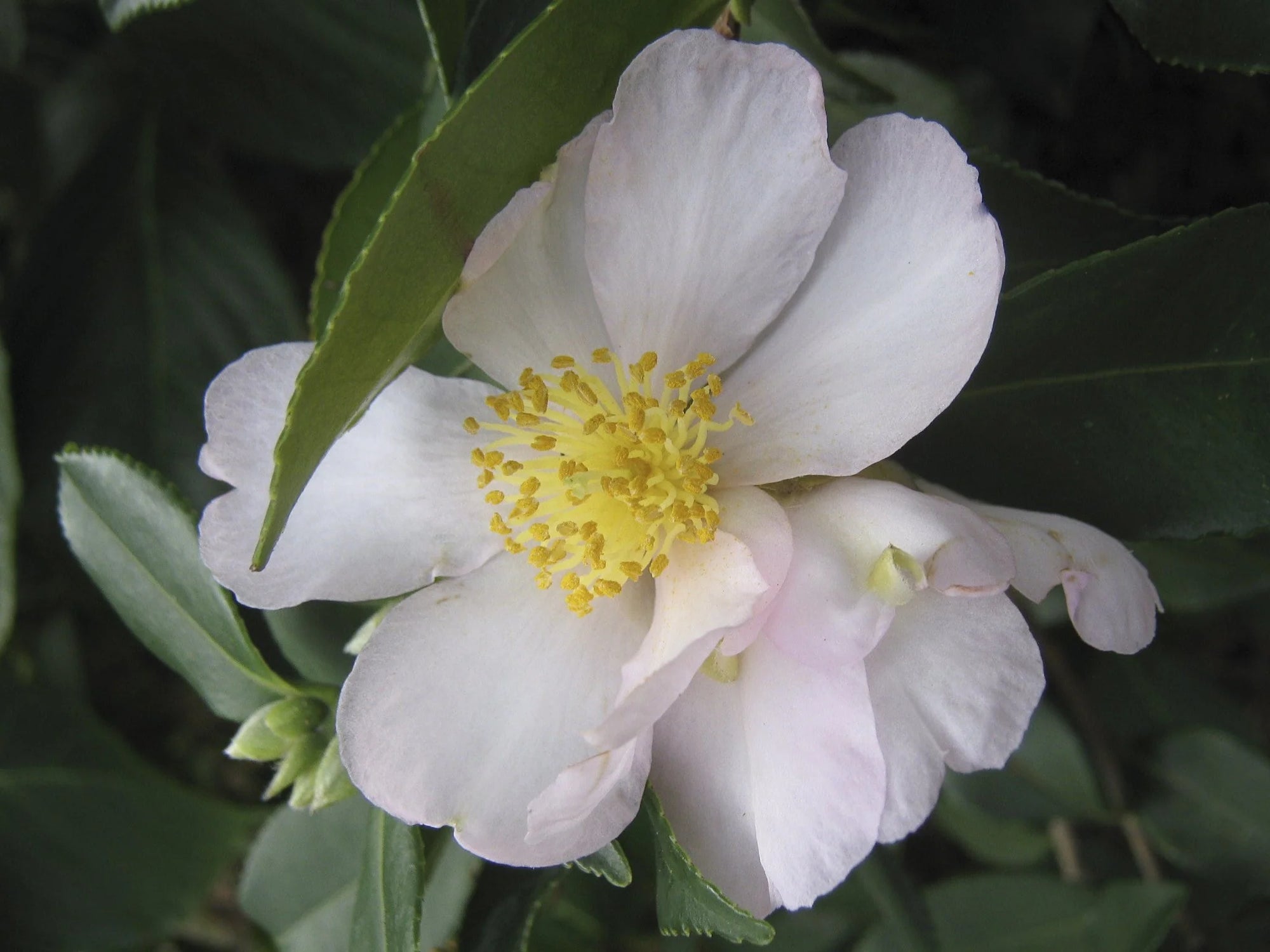 Sasanqua Camellia Cherilyn (Camellia sasanqua) - Ladybird Nursery
