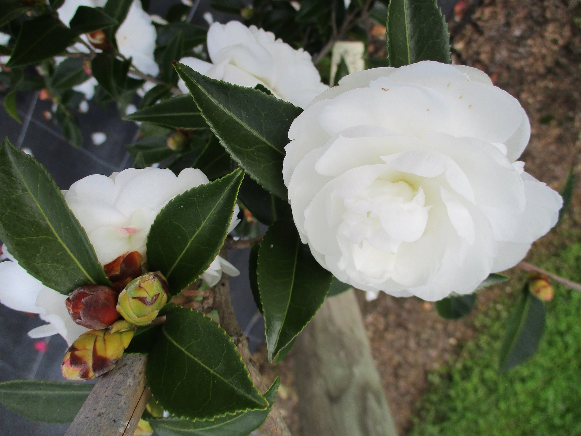 Sasanqua Camellia Early Pearly (Camellia sasanqua)