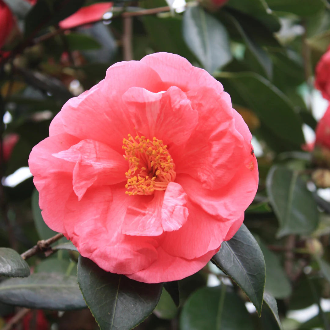 Camellia Drama Girl (Camellia japonica)