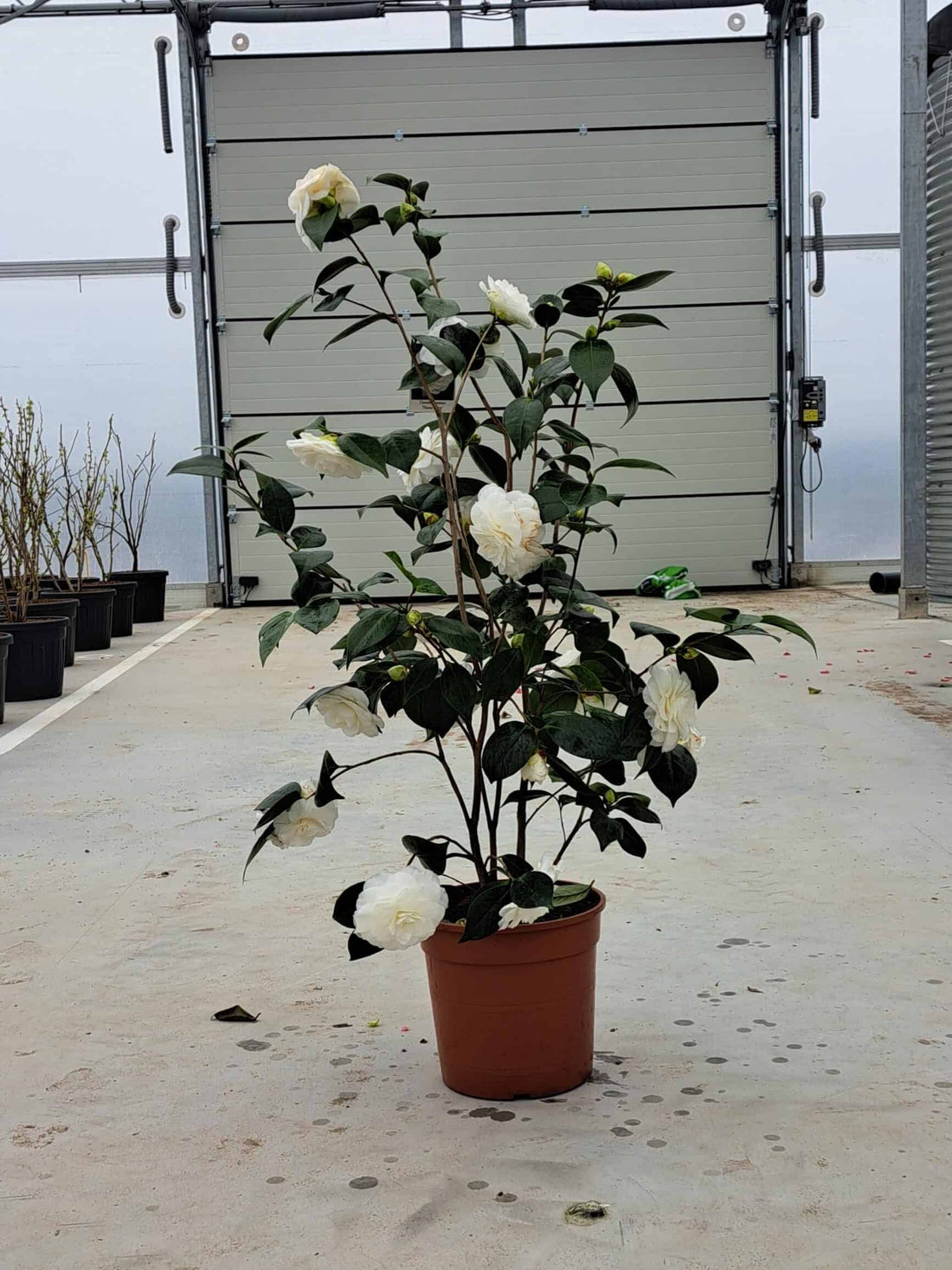 Camellia 'Man Size' (Camellia japonica) - Ladybird Nursery