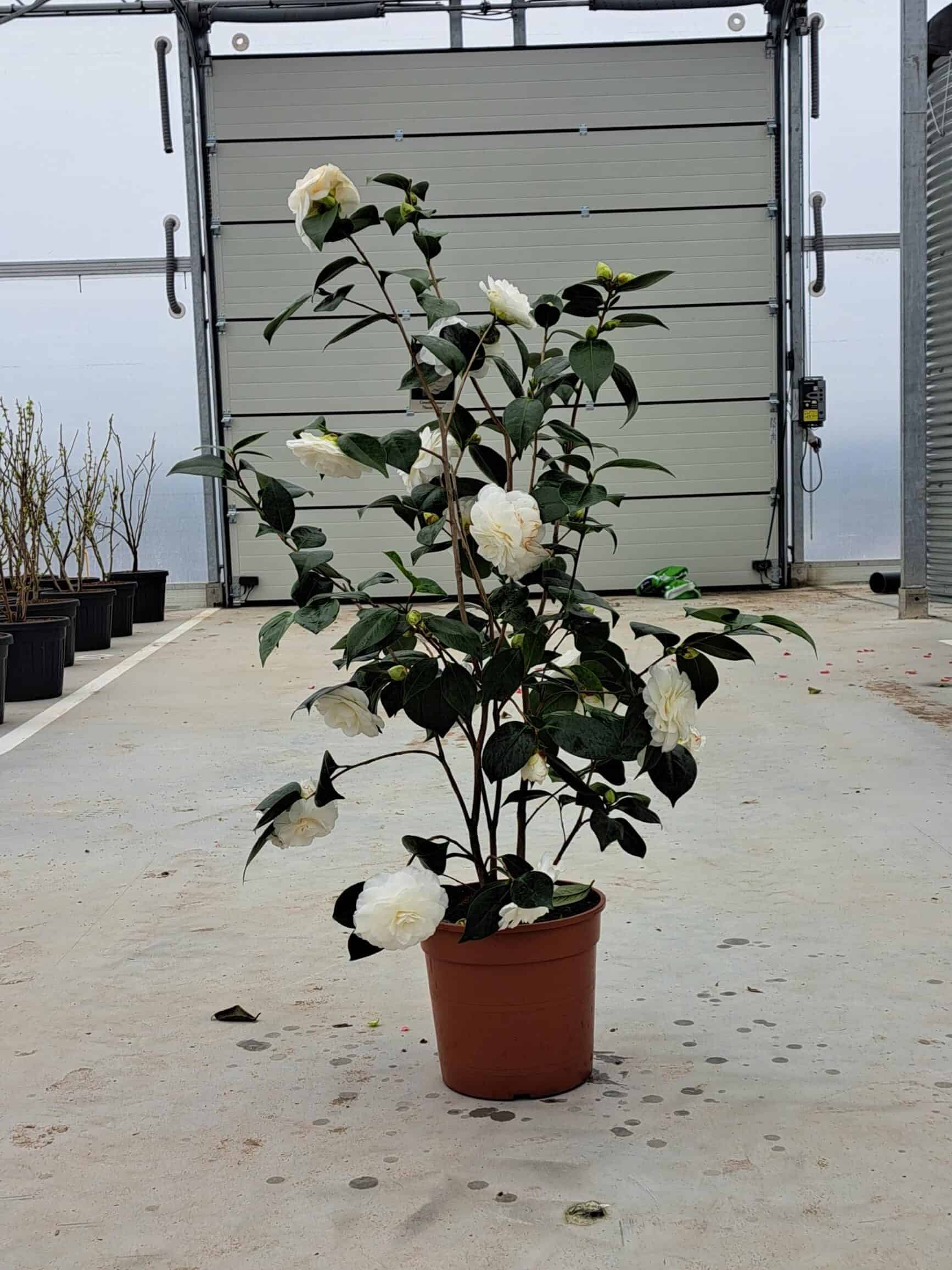 Camellia 'Man Size' (Camellia japonica)