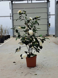 Camellia 'Man Size' (Camellia japonica) - Ladybird Nursery