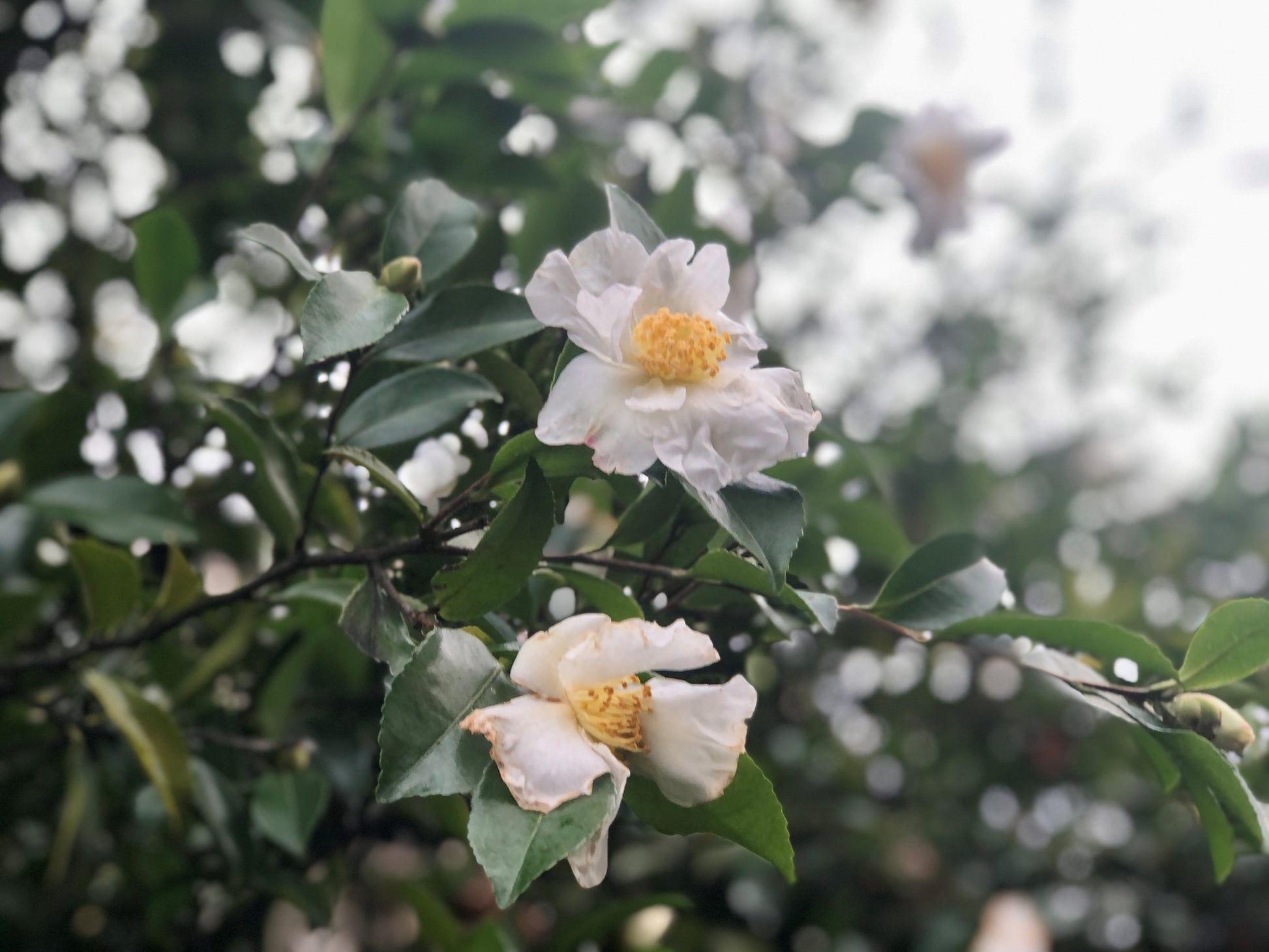 Sasanqua Camellia (Camellia sasanqua)