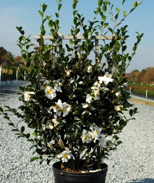 Sasanqua Camellia Setsugekka (Camellia sasanqua)