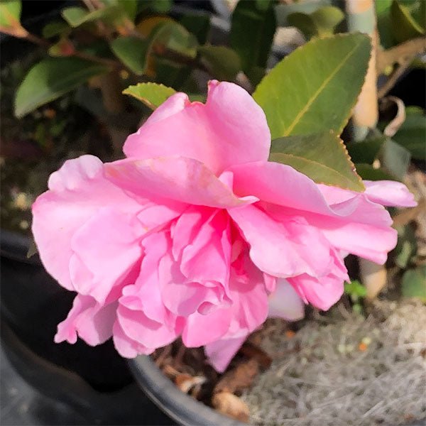 Camellia 'Paradise With Love' (Camellia sasanqua) - Ladybird Nursery