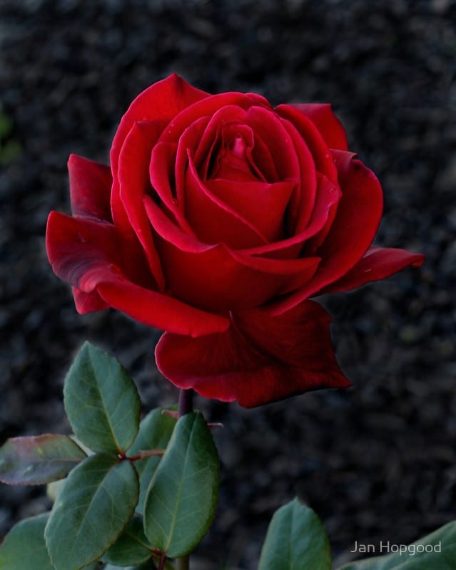 Rose Camp David (Rosa) - Ladybird Nursery