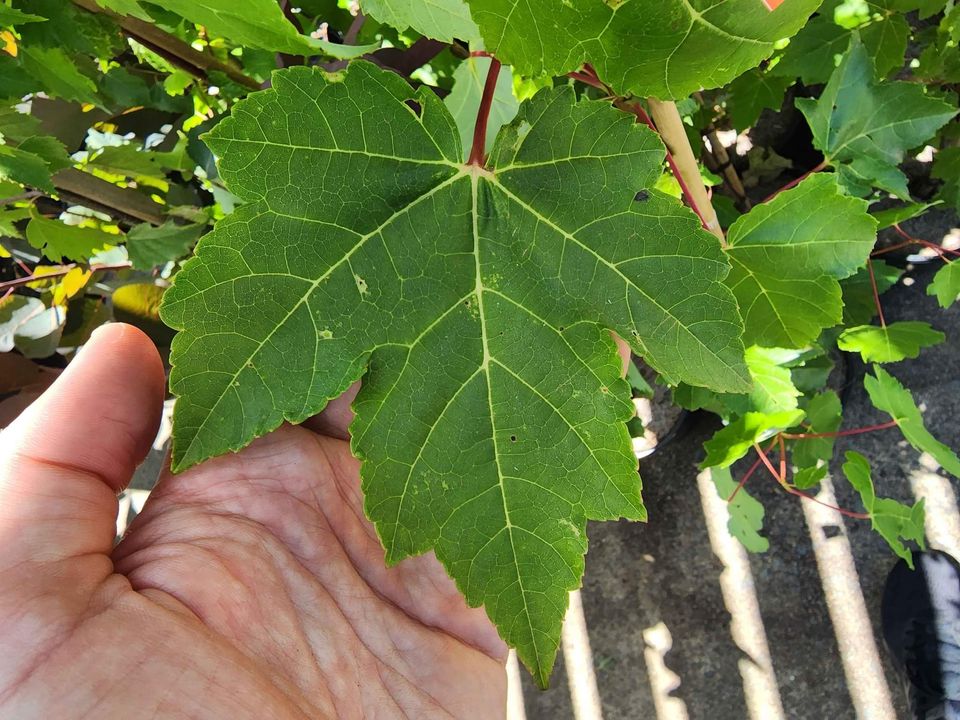Canadian Maple Tree - Ladybird Nursery