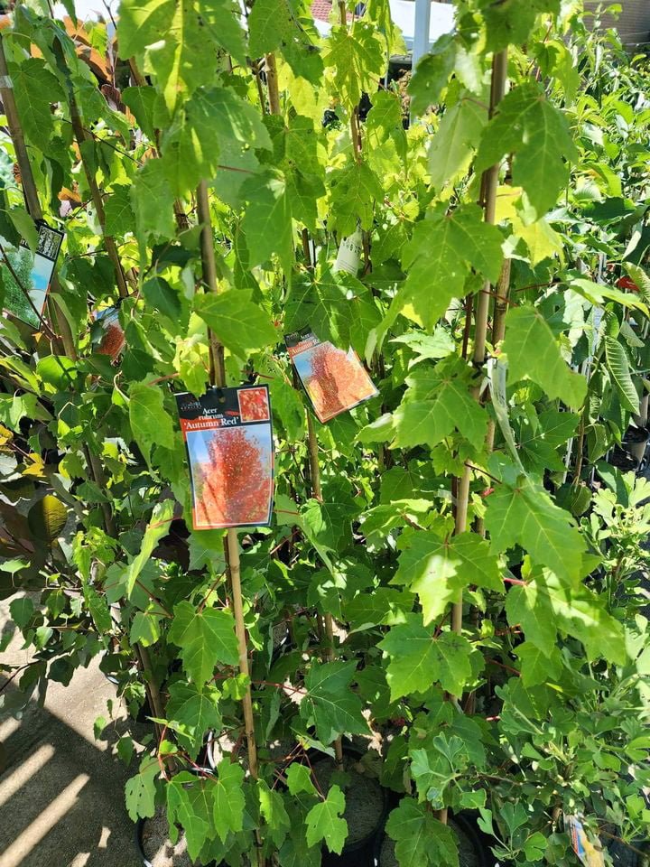 Canadian Maple Tree - Ladybird Nursery