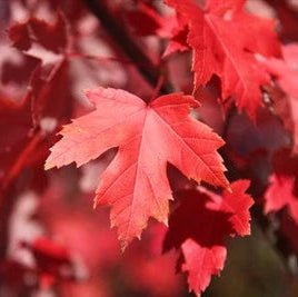 Canadian Maple ‘October Glory’ (Acer) - Large - Ladybird Nursery