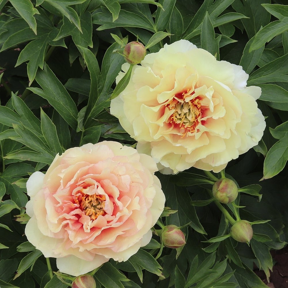 Itoh Peony Canary Brilliants (Paeonia) - Ladybird Nursery
