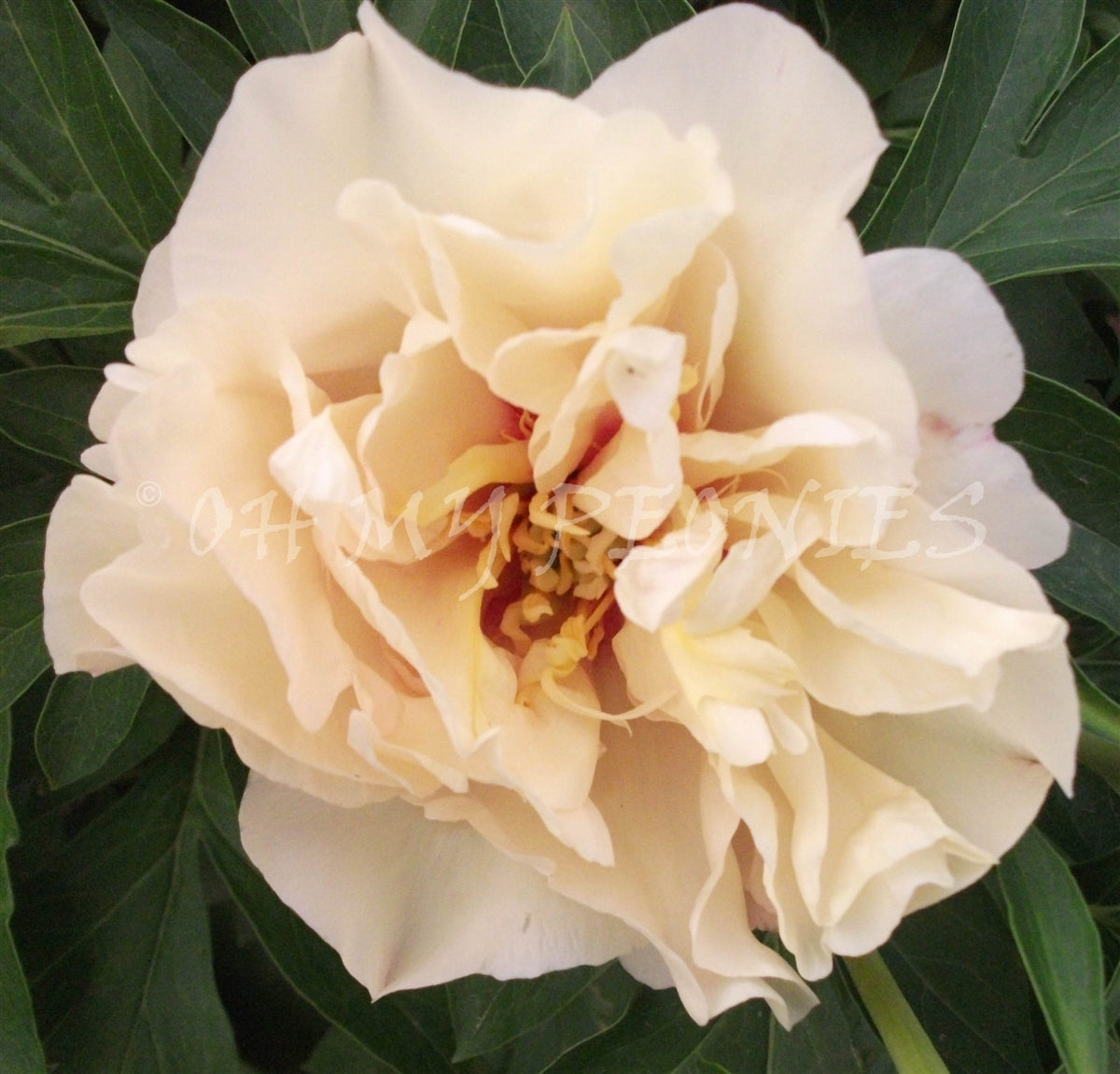Itoh Peony Canary Brilliants (Paeonia)