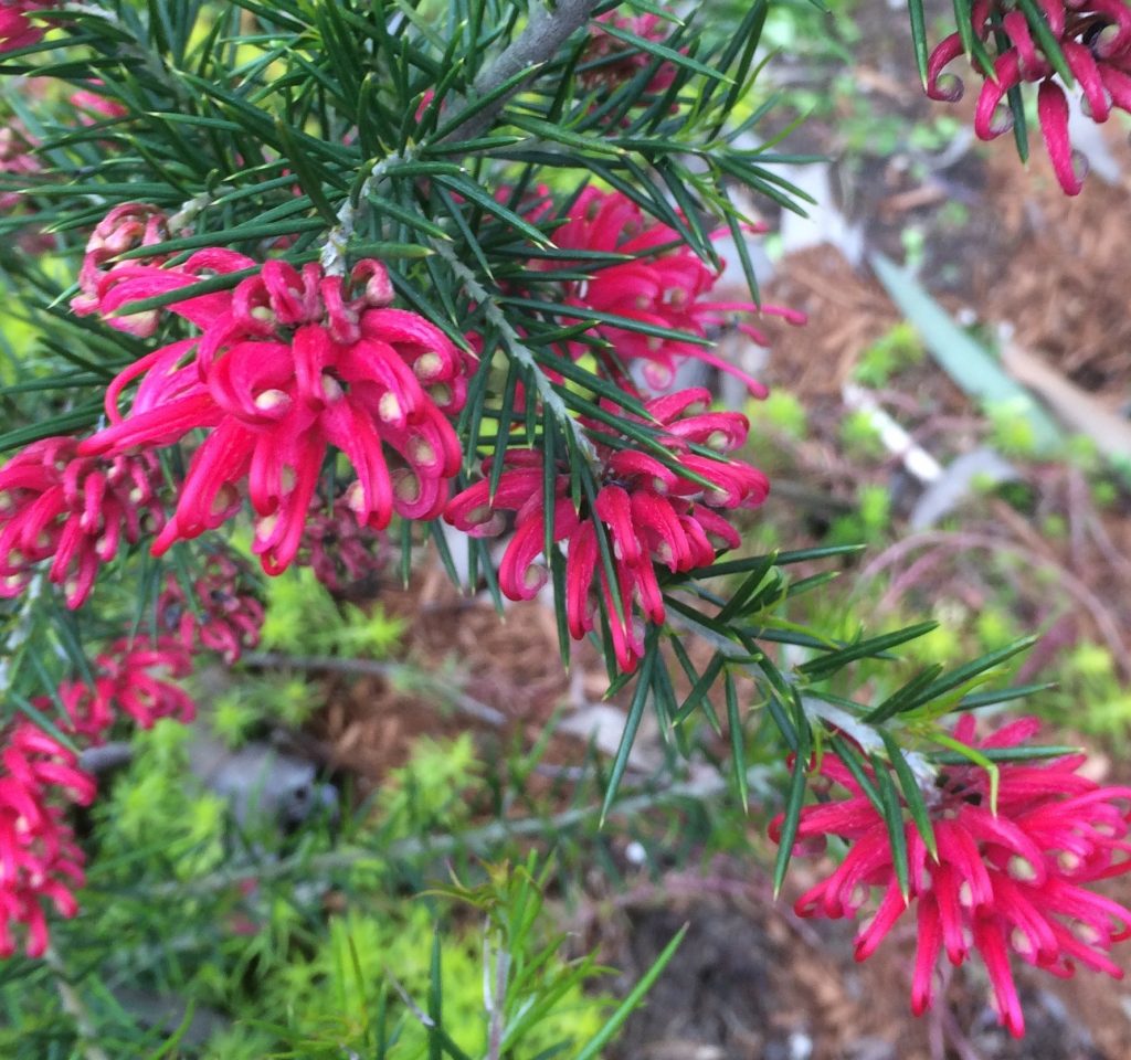 Grevillea Canberra Gem