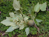 Candle Nut (Aleurites Moluccana) - Ladybird Nursery