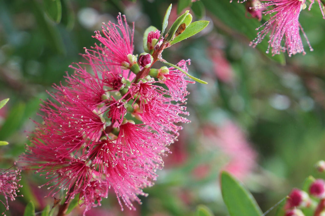 Bottlebrush Candy Burst™ (Callistemon) - Ladybird Nursery