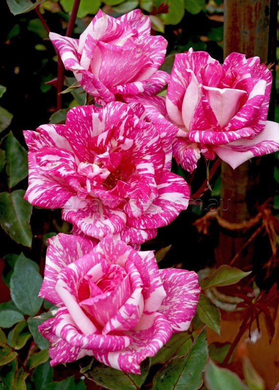 Rose Candy Stripe 2 ft Standards (Rosa) - Ladybird Nursery