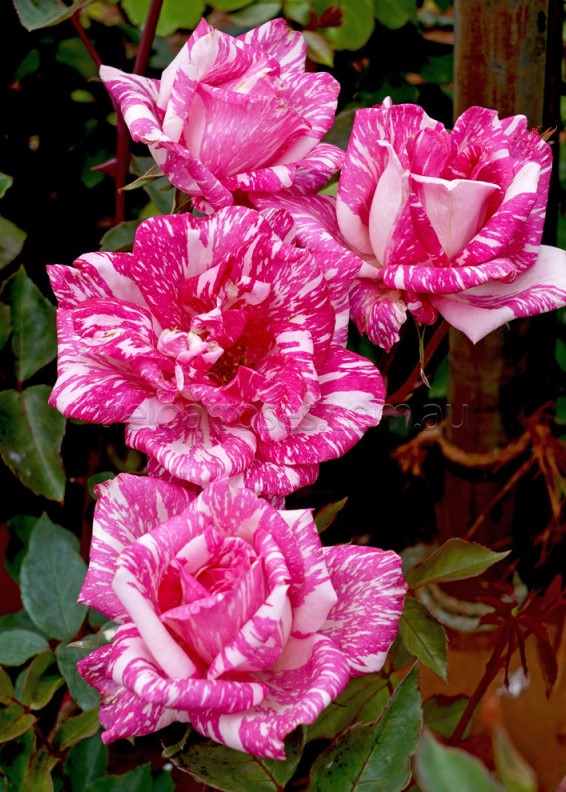 Rose Candy Stripe 2 ft Standards (Rosa)
