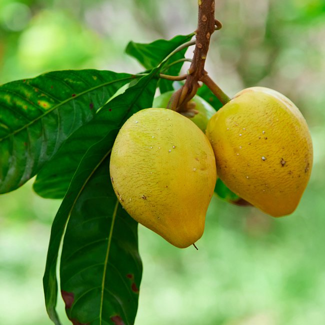 Canistel Alan Carle - Ladybird Nursery