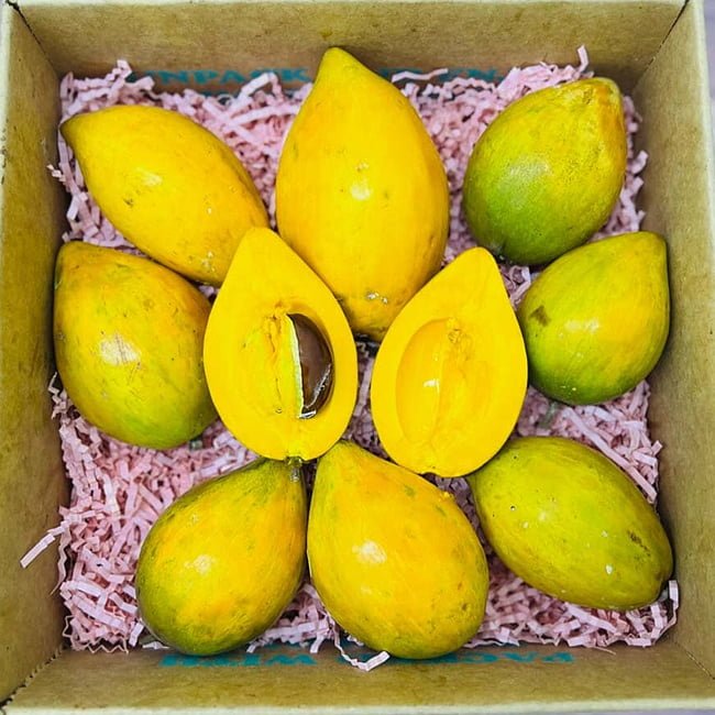 Canistel Alan Carle - Ladybird Nursery