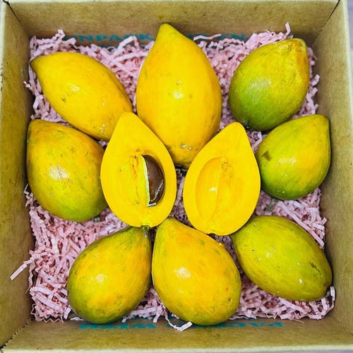 Canistel Alan Carle - Ladybird Nursery