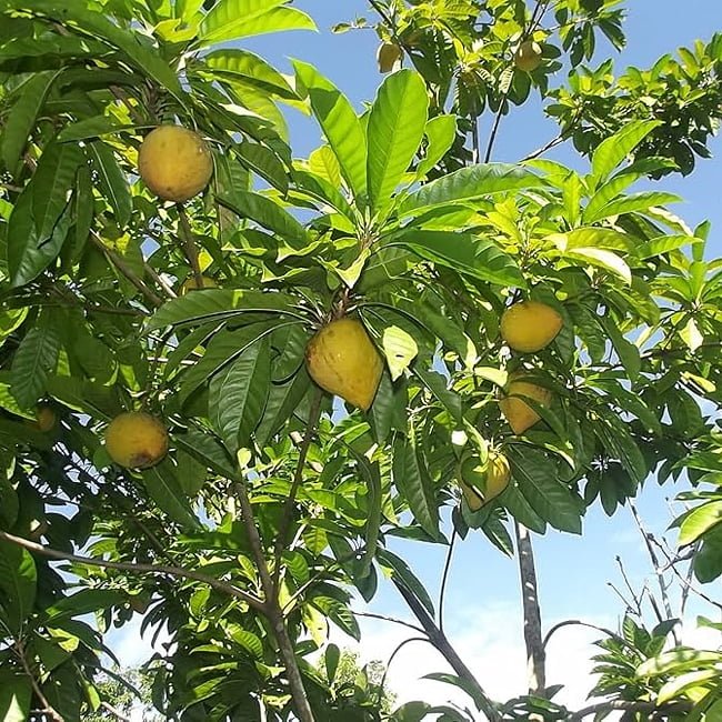 Canistel Alan Carle - Ladybird Nursery