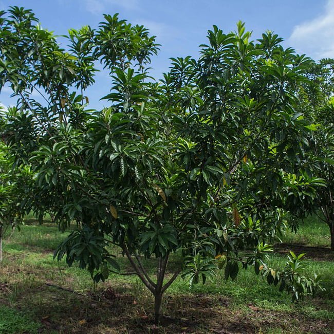 Canistel Emma - Ladybird Nursery