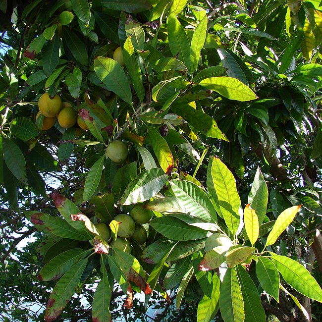Canistel Ross Sapote