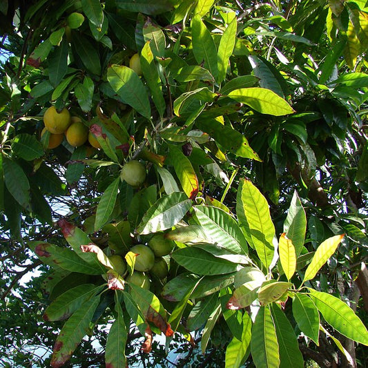 Canistel Ross Sapote